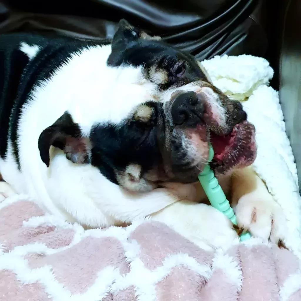 a black and white dog chewing on a toy