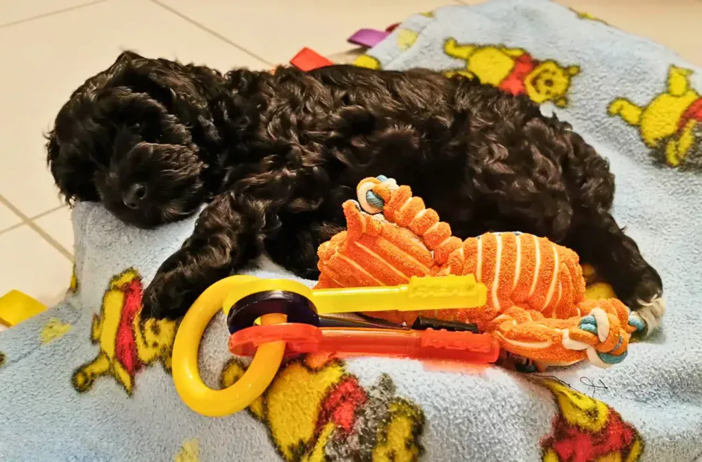 a black dog laying on top of a towel next to a toy