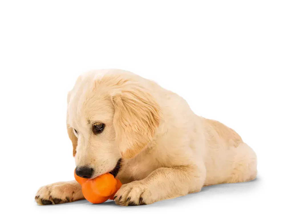 a puppy chewing on a toy 