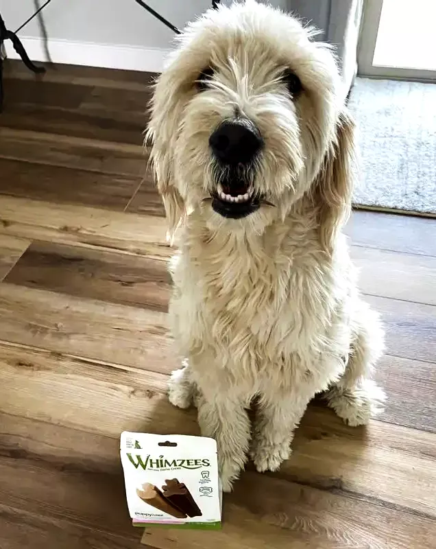 a white dog sitting on a wooden floor next to a package of whizz