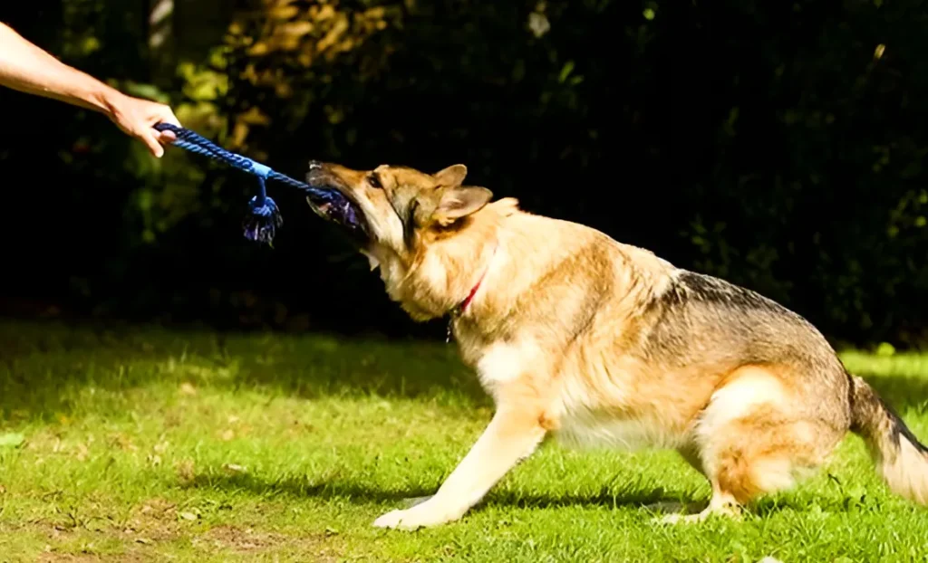 Shepherd dog playing tug with the owner using a rope tug toy