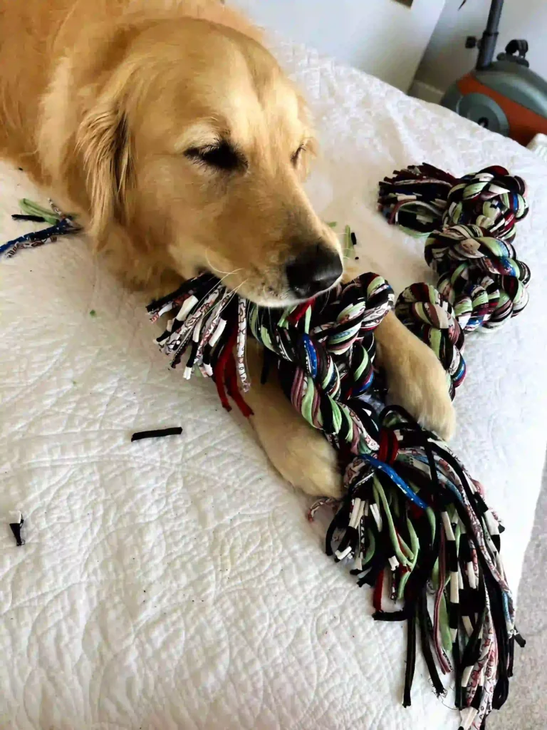 Golden retriever chewing on a colorful rope dog toy 