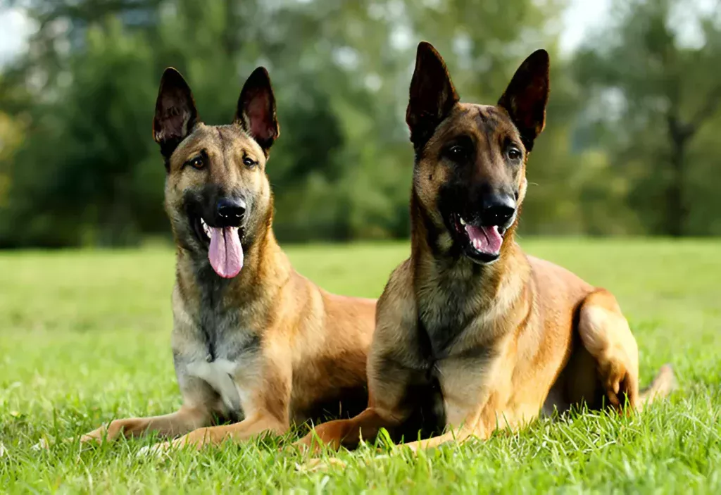 Belgian Malinois dogs sitting in the field