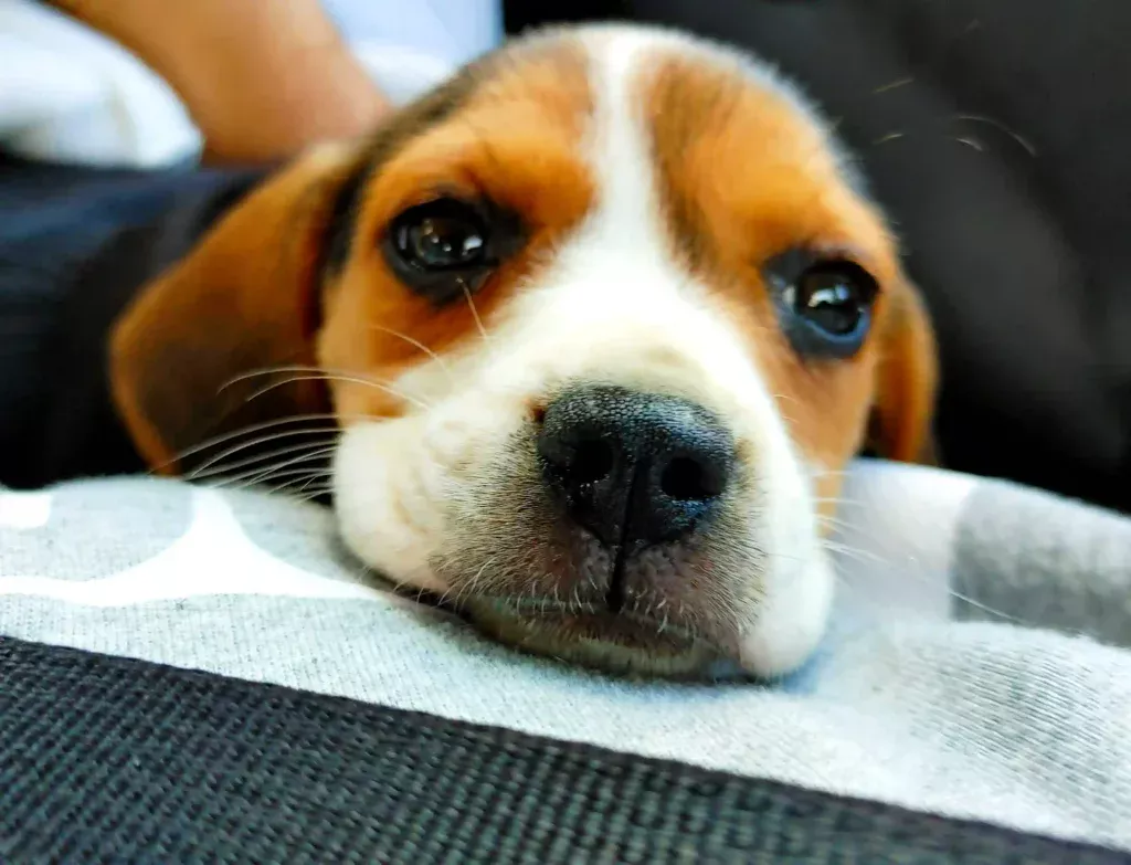 Beagle puppy